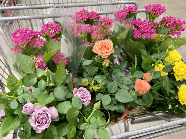 [Image: 7-A0-B1777-B4-D4-4-B40-9-ADE-A490-C2-E90367.jpg]