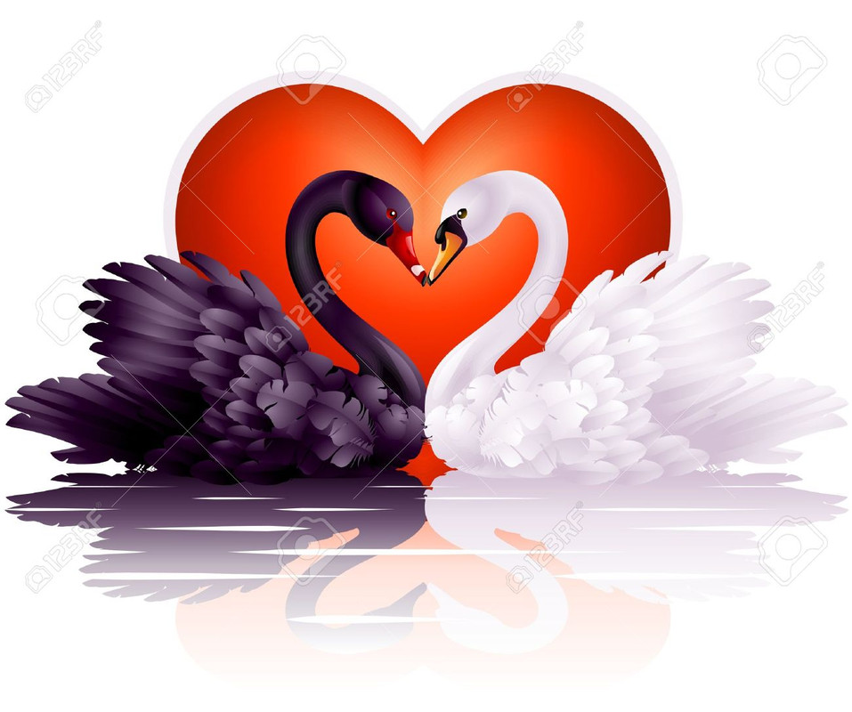 12173249-couple-of-black-and-white-swans-in-love