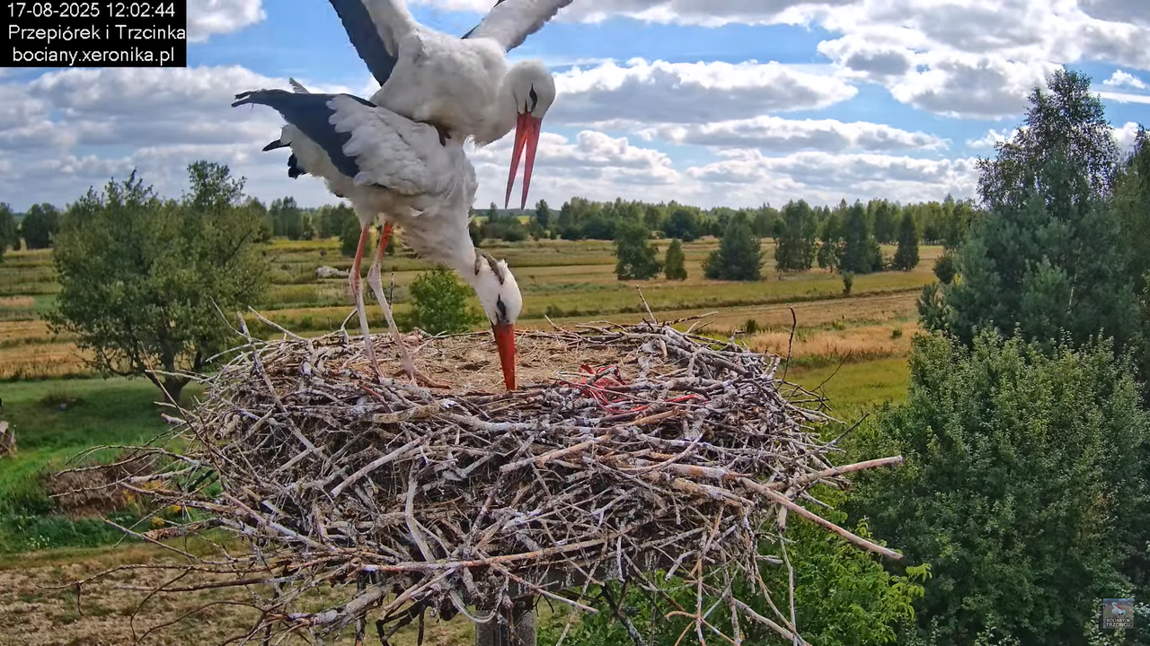 17082025bociany31