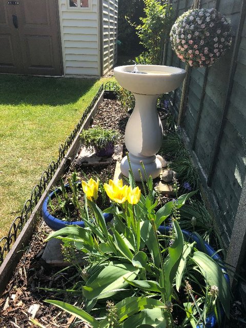 yellow-tulips-april-2020.jpg