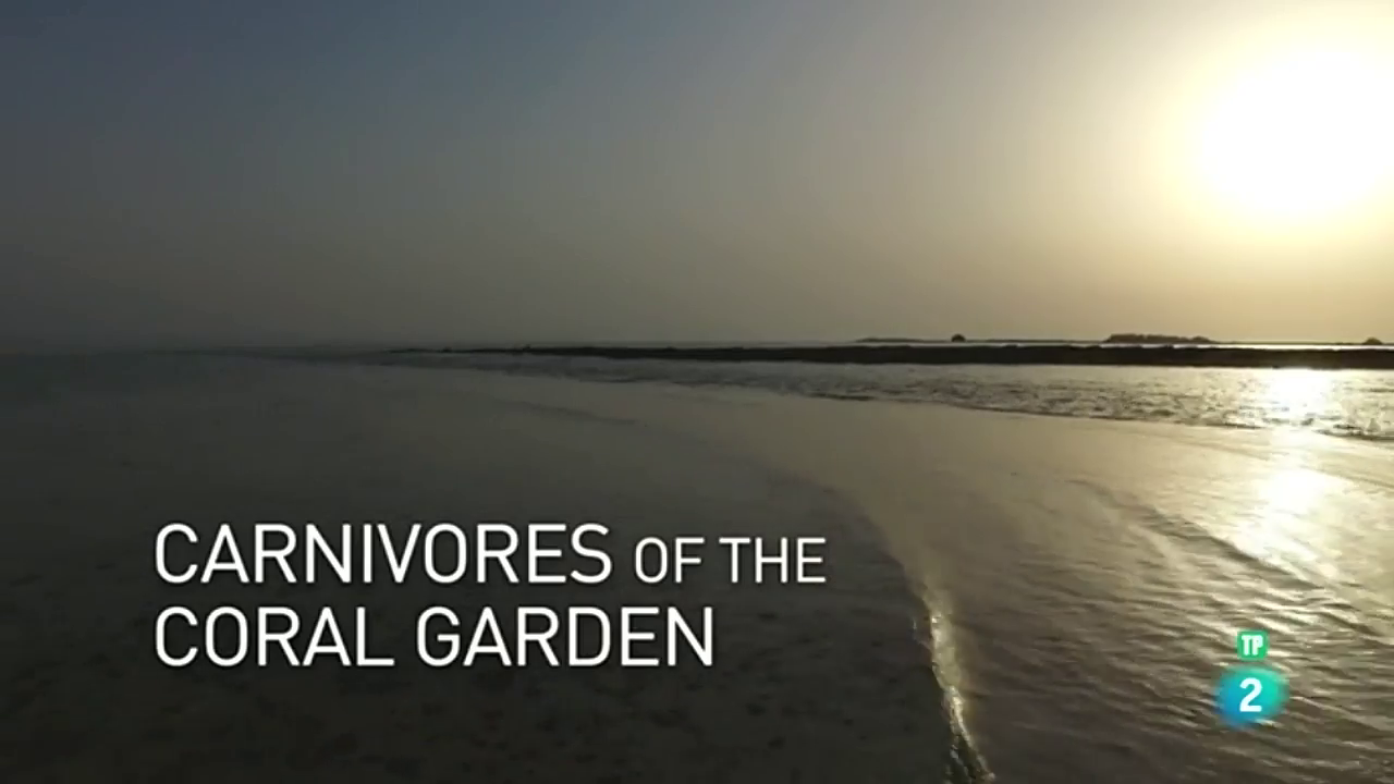 El mar arábigo: Los carnívoros del arrecife de coral