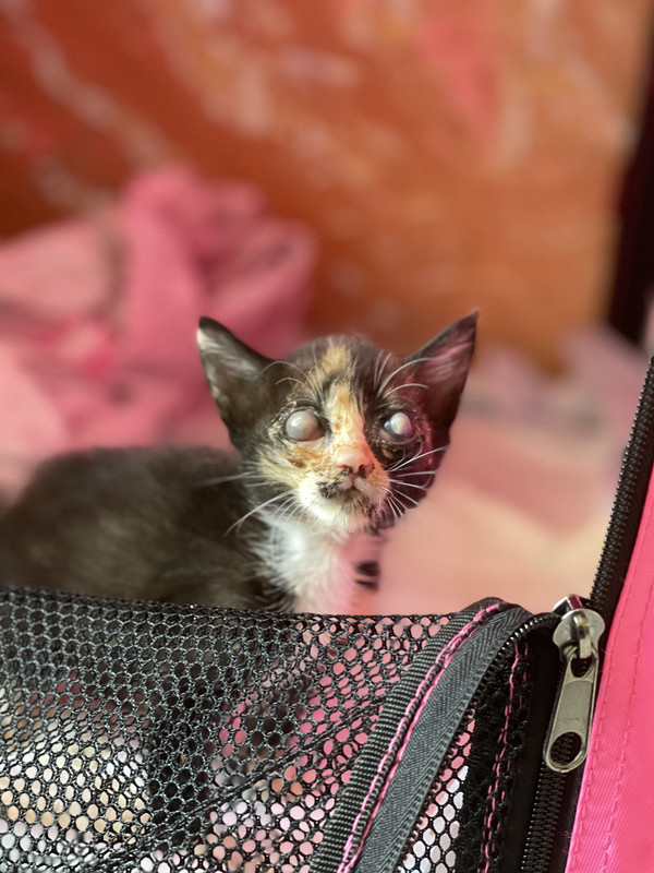 77BA1AFE-FB1F-430A-8732-10FBA52A2BF5