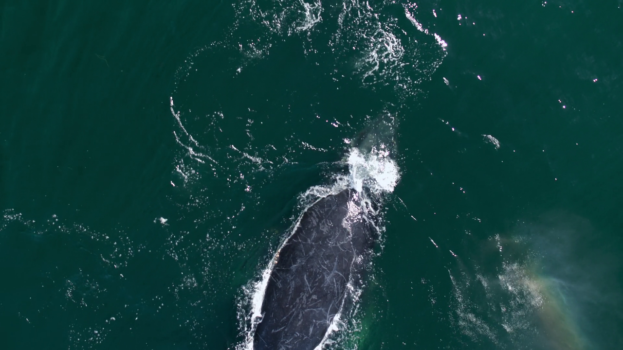 vlcsnap-2022-10-11-10h46m28s721