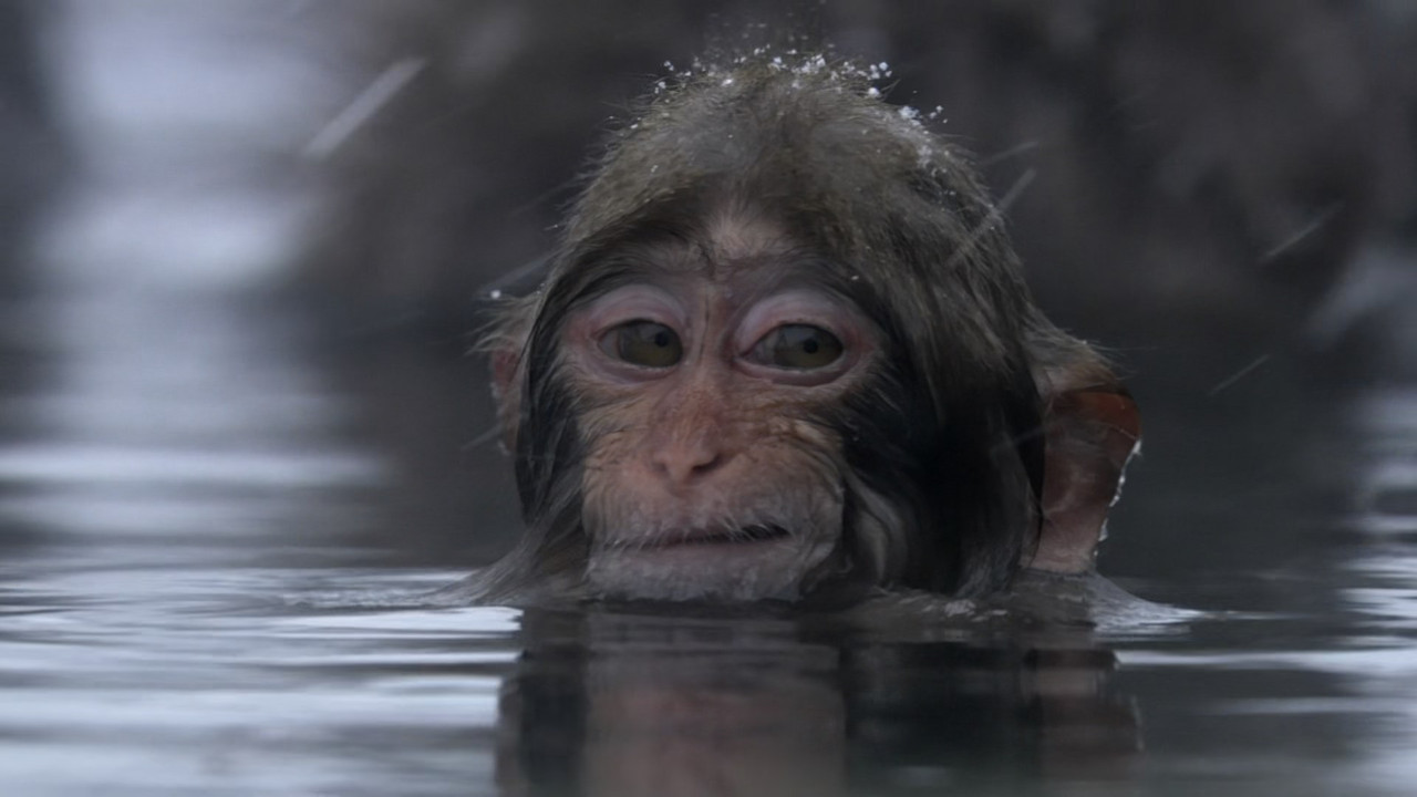 Monkey Planet (2014) - S01E01 - Meet the Family (1080p BluRay x2