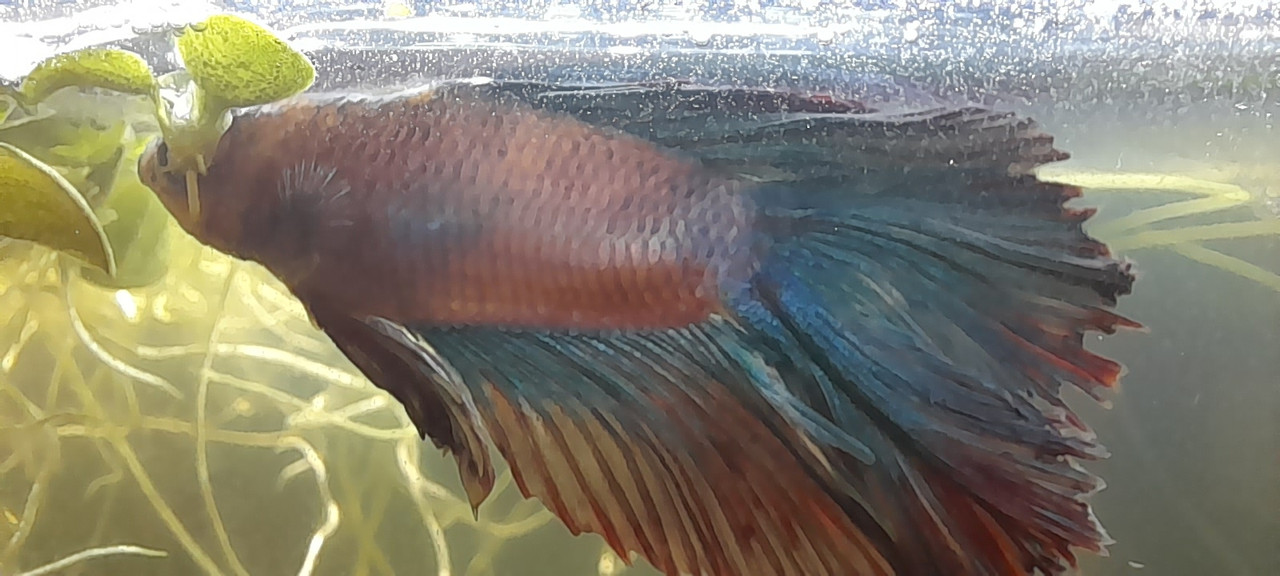 9 - poisson aquarium 2