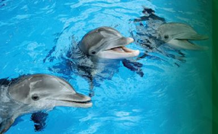 Pertunjukan Dolphin & Friends di Taman Safari Bogor.