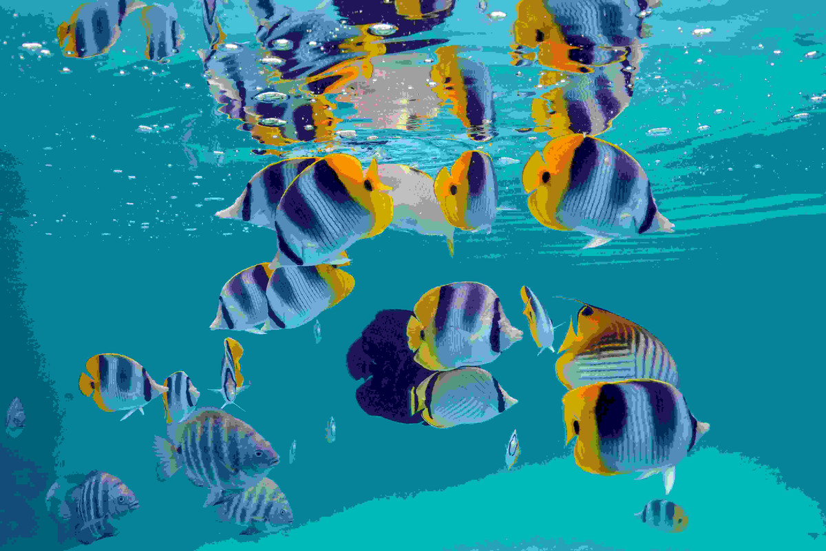Butterflyfish