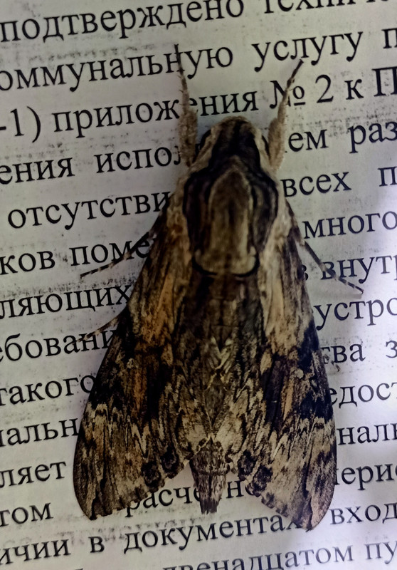 IMG-20210805-094115.jpg