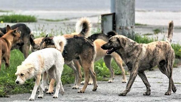 Для козления вам прежде всего необходим мотоцикл Для козления вам прежде всего необходим мотоцикл