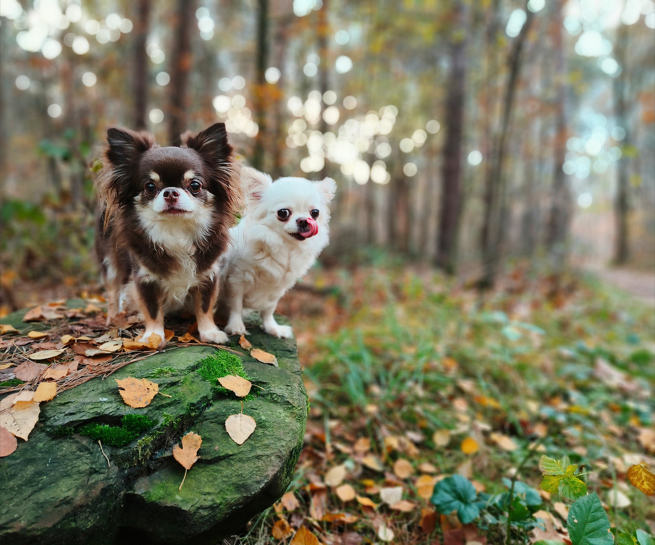 Lumii 20251108 164019469