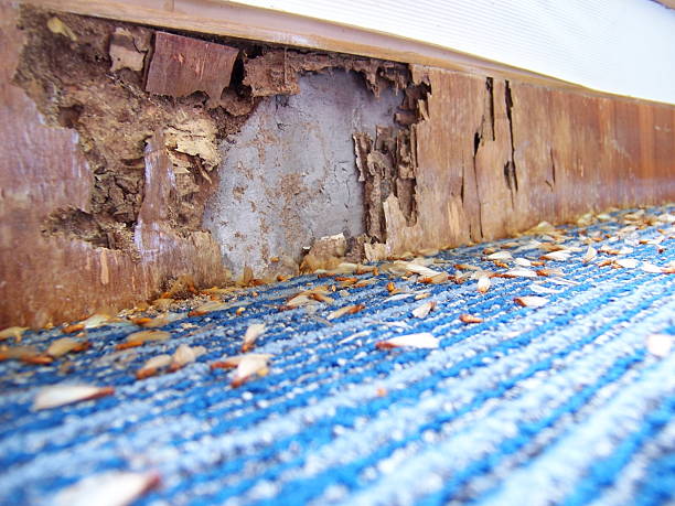 Detailed pest inspection being performed at a Baltimore property