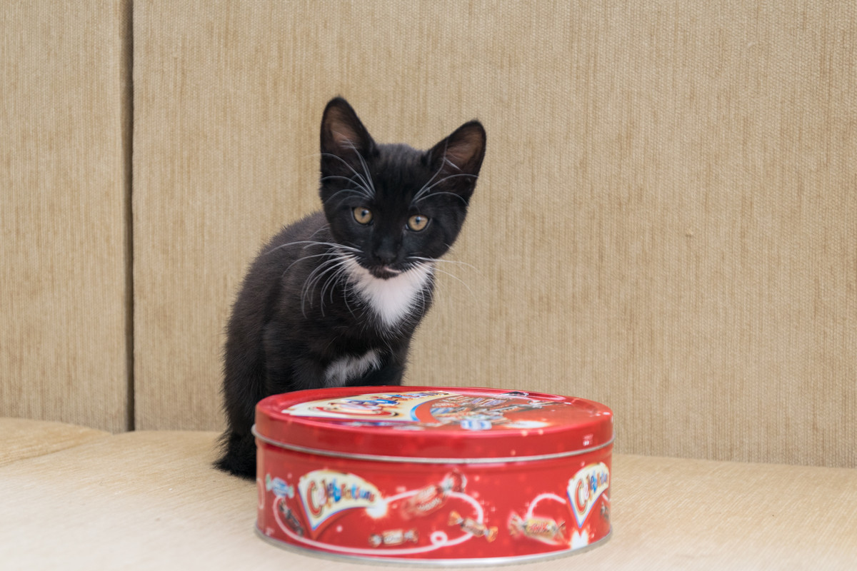 ?омка и Марго-1