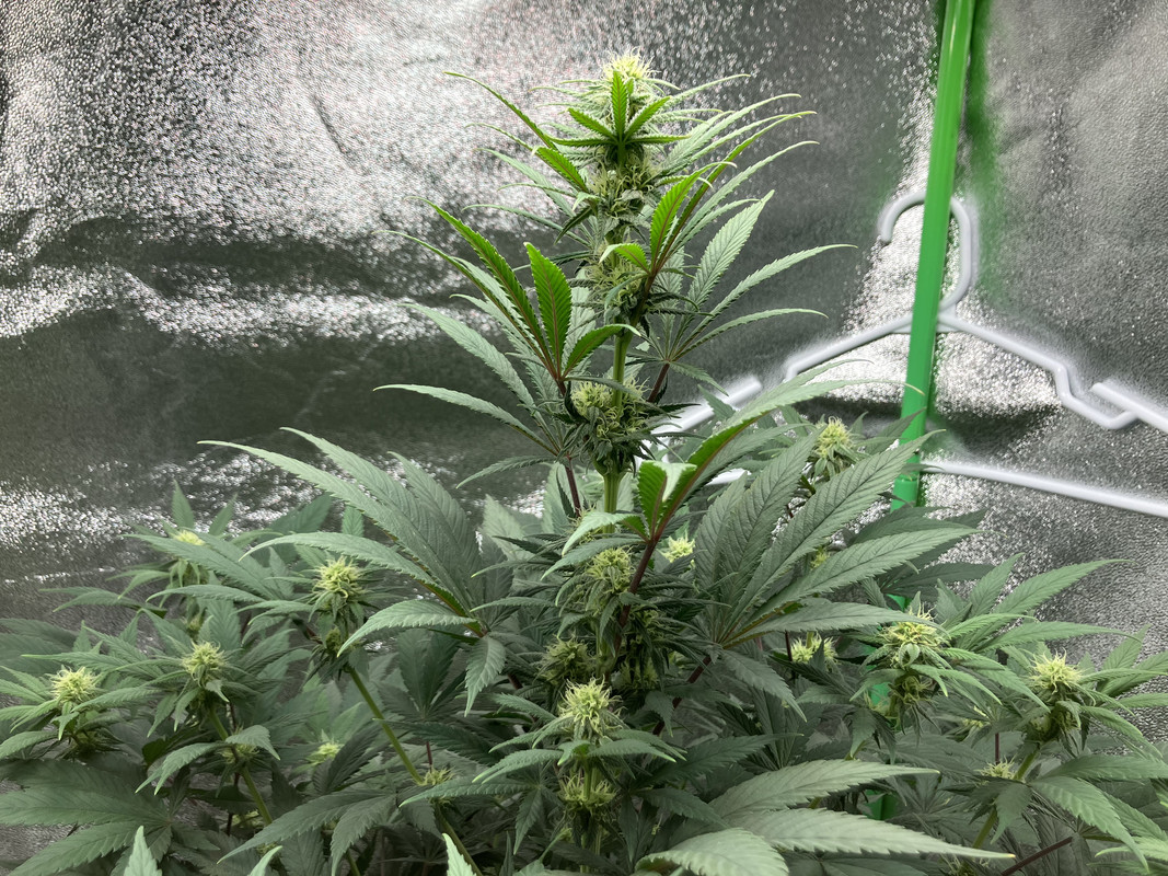 423A3E31-379A-4067-A2F3-4F8BC227992A