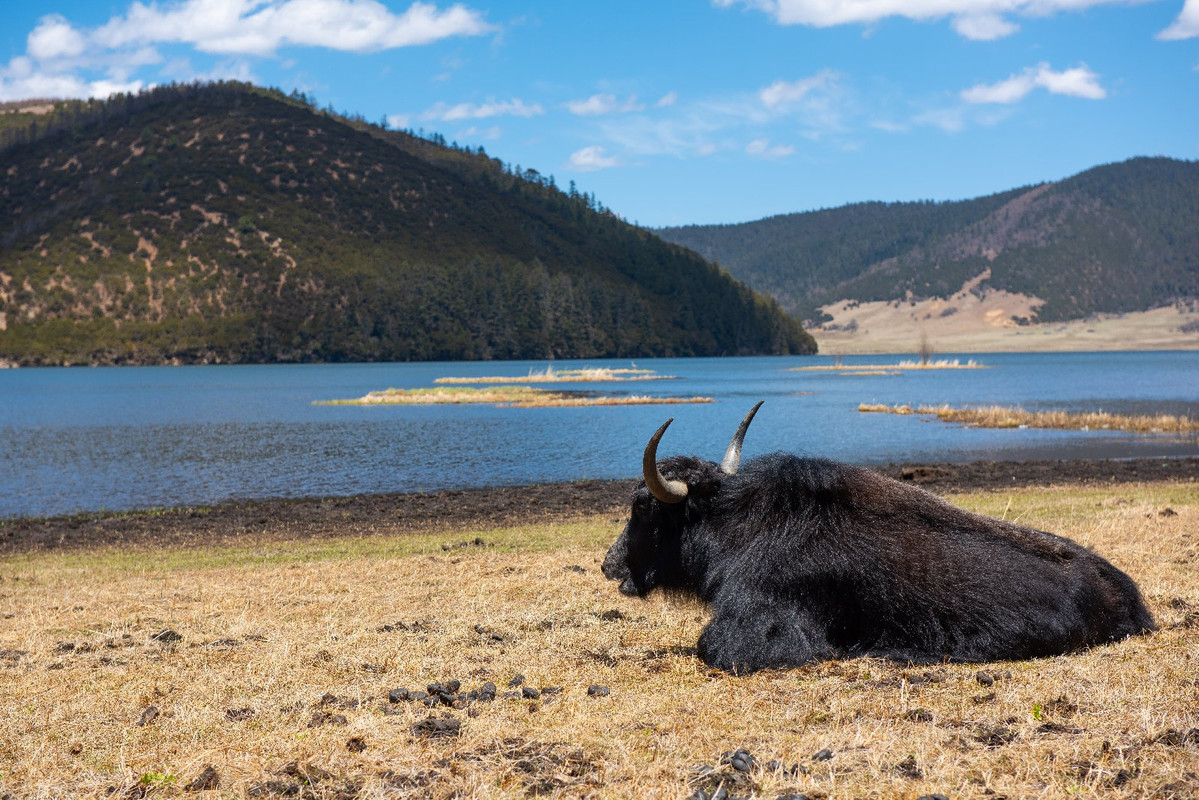 Yunnan 2019 - Blogs de China - Dia 8 - Shangrila, Monastery Songzanglin y Potatso National Park (17)