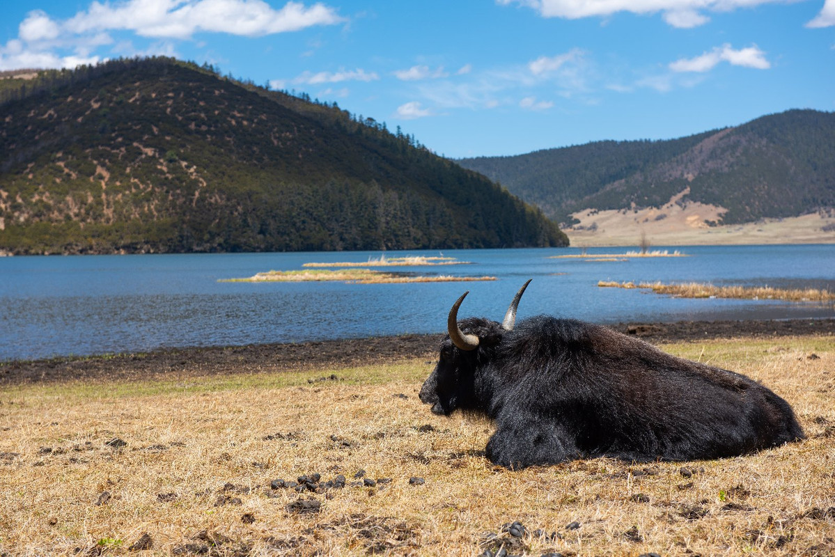 Dia 8 - Shangrila, Monastery Songzanglin y Potatso National Park - Yunnan 2019 (17)