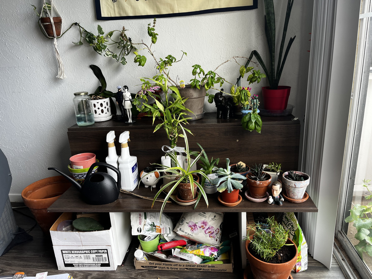 a bunch of plants on a shelf located next to a large window. a leafy plant is partly visible out the window