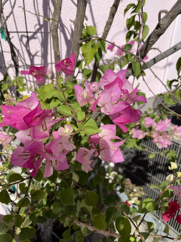 C6EC8892-636D-4117-B728-E33E75E76669_1_105_c