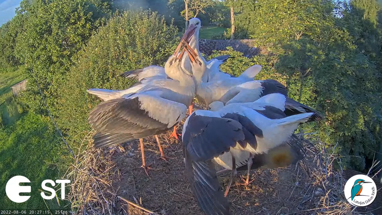 Baltie stārķi (Ciconia ciconia) Tukuma novadā - LDF tiešraide __ White storks in Tukums, Latvia 9-23