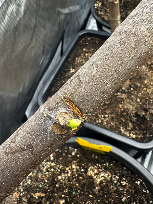 figs-371.jpg