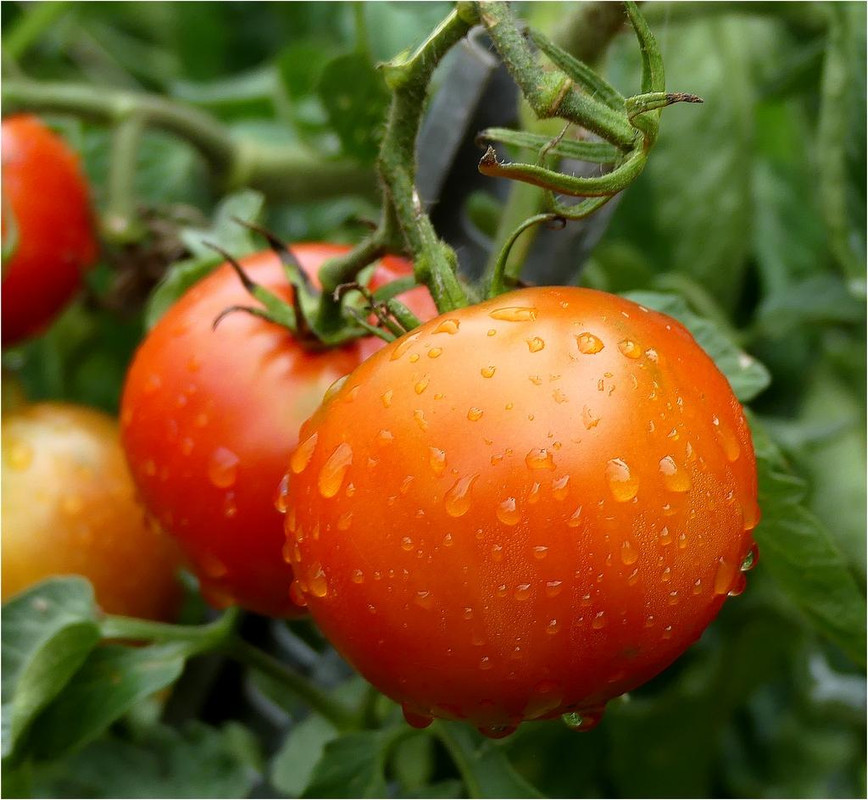 Fin P1190305-JPG-tomates