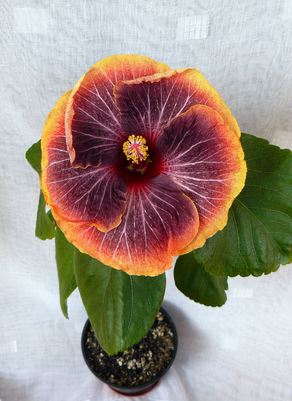 Petar's Aphrodite  6.4.2023