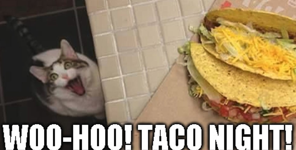 cat-taco-night.jpg