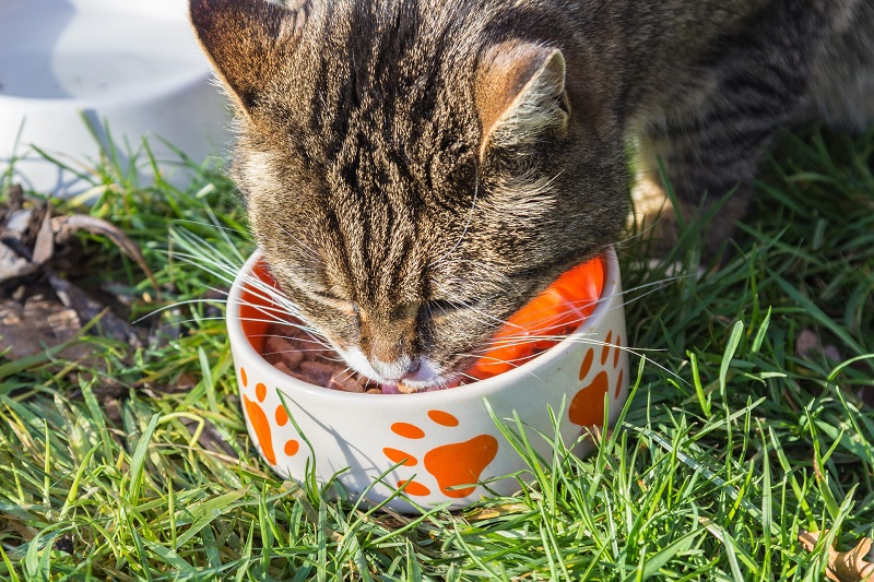 Raw Cat Food Raw Cat Food