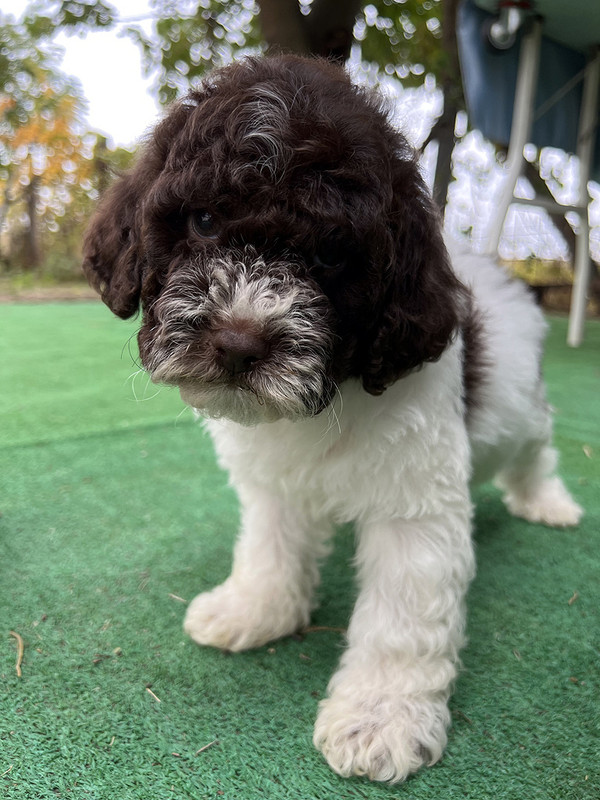 Lagotto Romagnolo female puppy for sale – Ideal Dale Energia – 48 days old – photo 5 – white and brown coat with beautiful markings