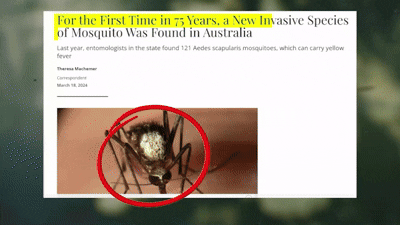 Mosquitoes spreading dangerous diseases globally