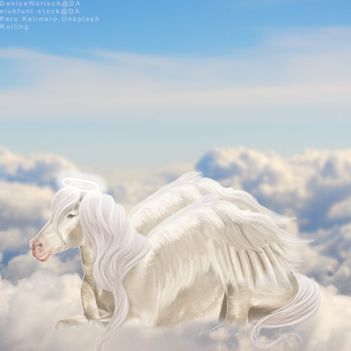 Equine-Angels-Avi.jpg