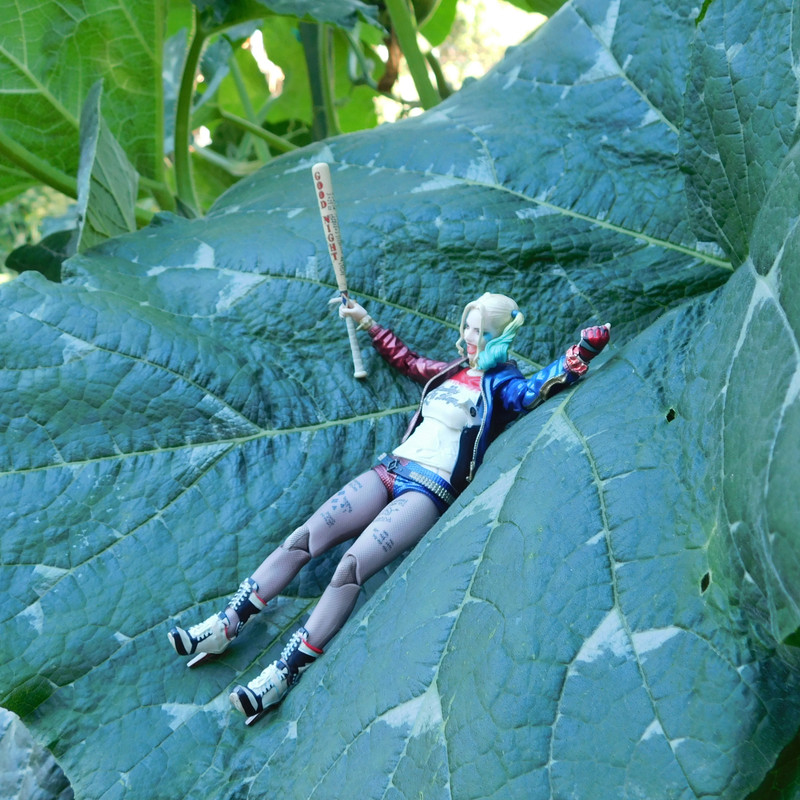 Дачно-Харлинский июнь-июль 2024 370