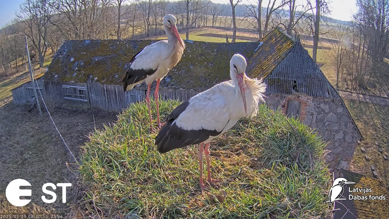 (20) Baltie stārķi (Ciconia ciconia) Tukuma novadā __ White storks in Tukums, Latvia - YouTube - 730
