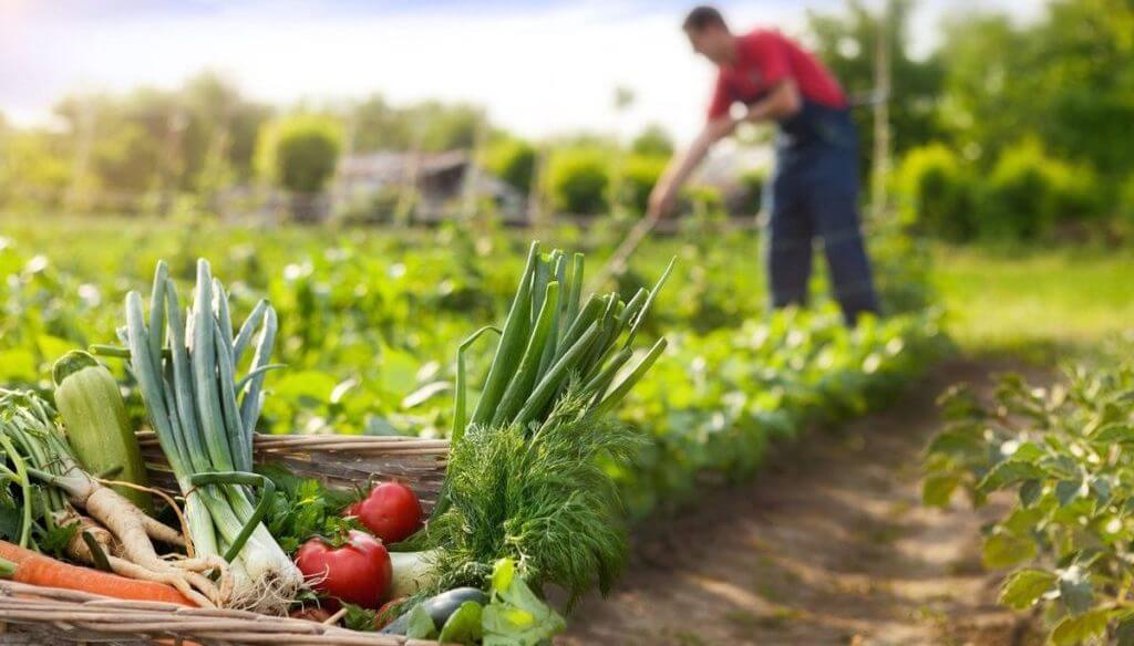 Cesta de mimbre llena de vegetales orgánicos frescos en la huerta