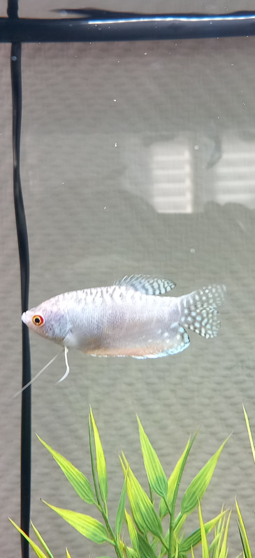 20250421_180658_resized