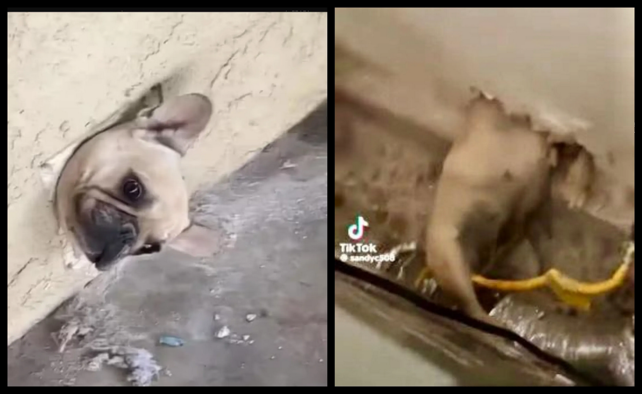 Bulldog francés quedó atrapado en una pared y desata alegría en TikTok: video