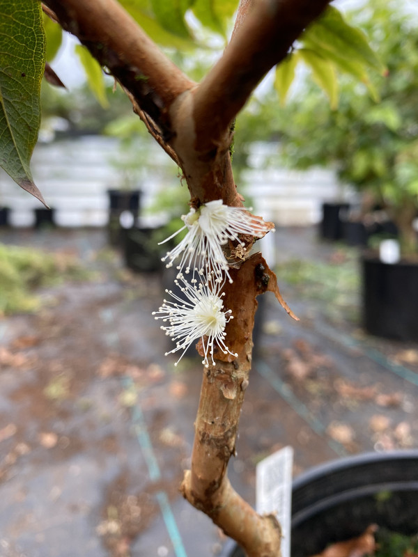 E10D4FD1-DA4B-4B5E-8B77-966AE9008EDD