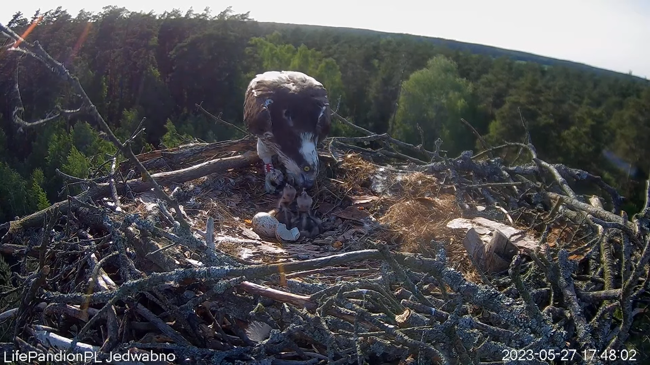 Rybołowy Online Puszcza Napiwodzko-Ramucka _ Ospreys Online in Napiwodzko-Ramucka Forest 13-0-3 scre