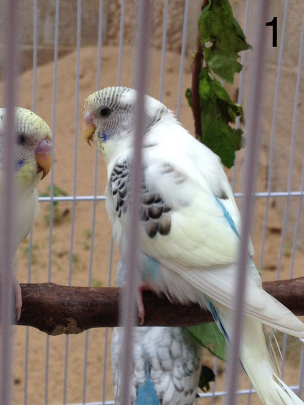صورة