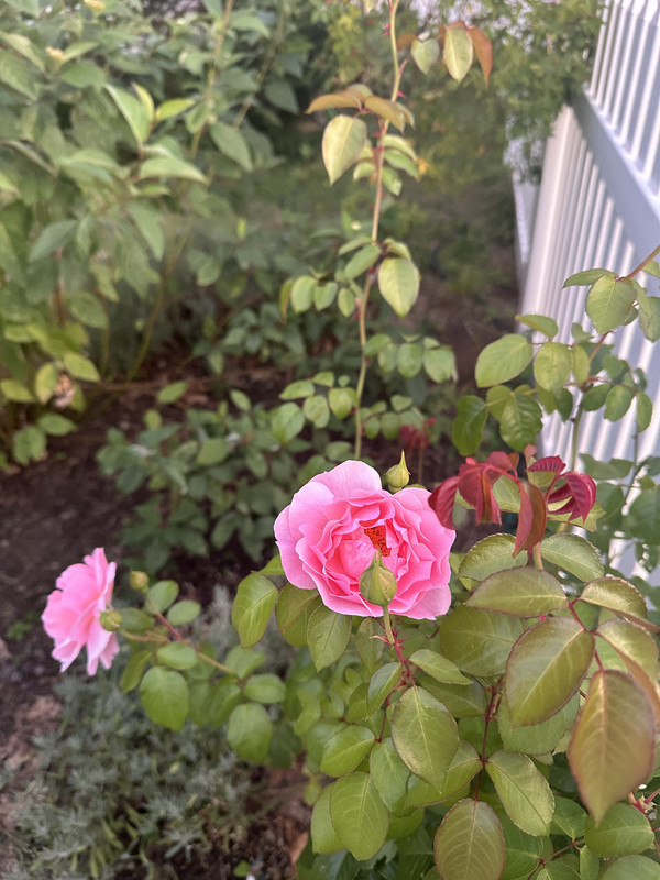 september roses