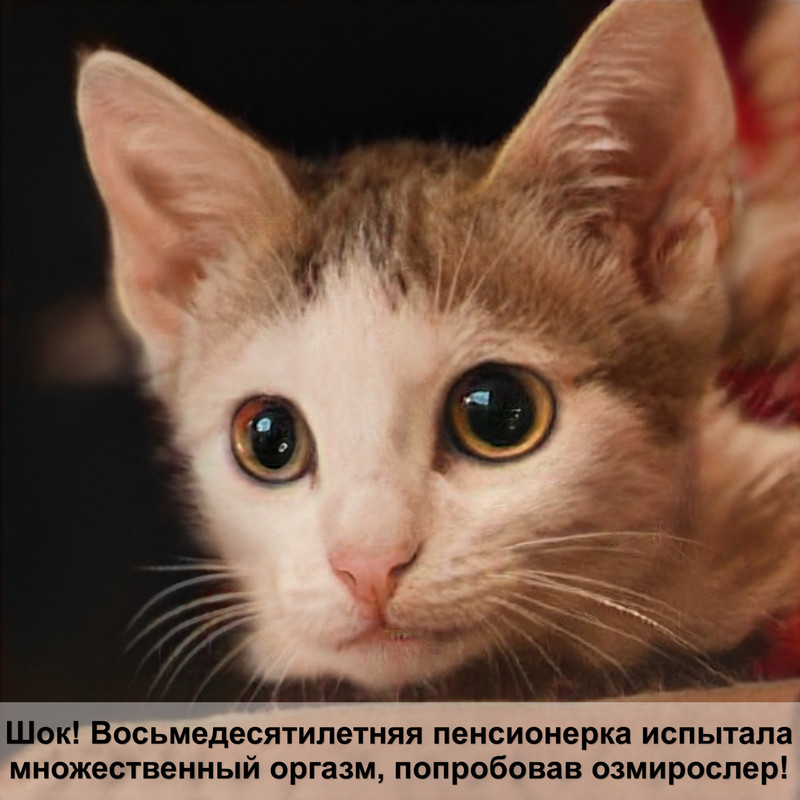 самые красивые кошки в мире фото