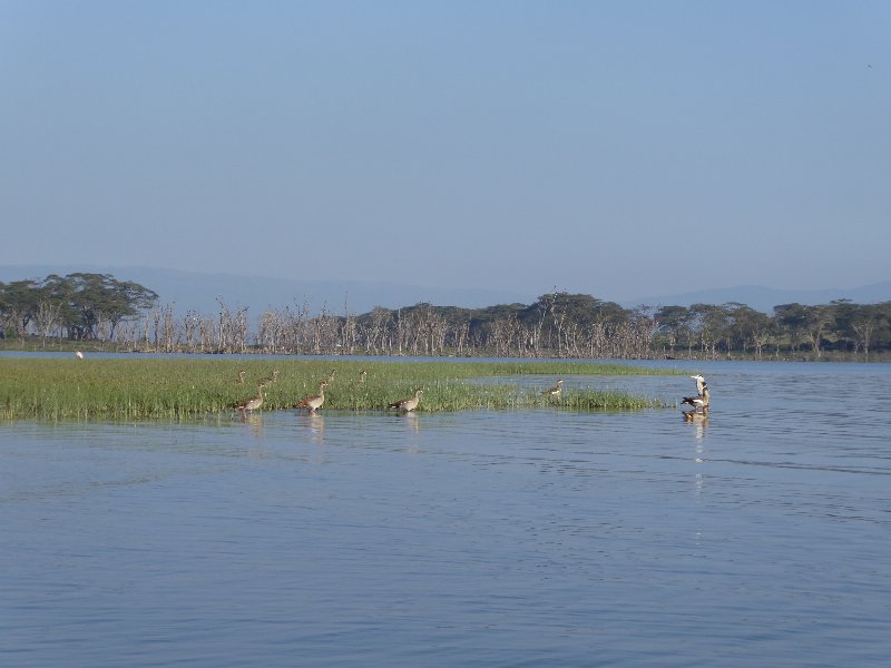 PARQUE NACIONAL DE LAGO NAIVASHA - Un poquito de Kenia: Lagos Naivasha y Nakuru, Samburu y Masai Mara (13)