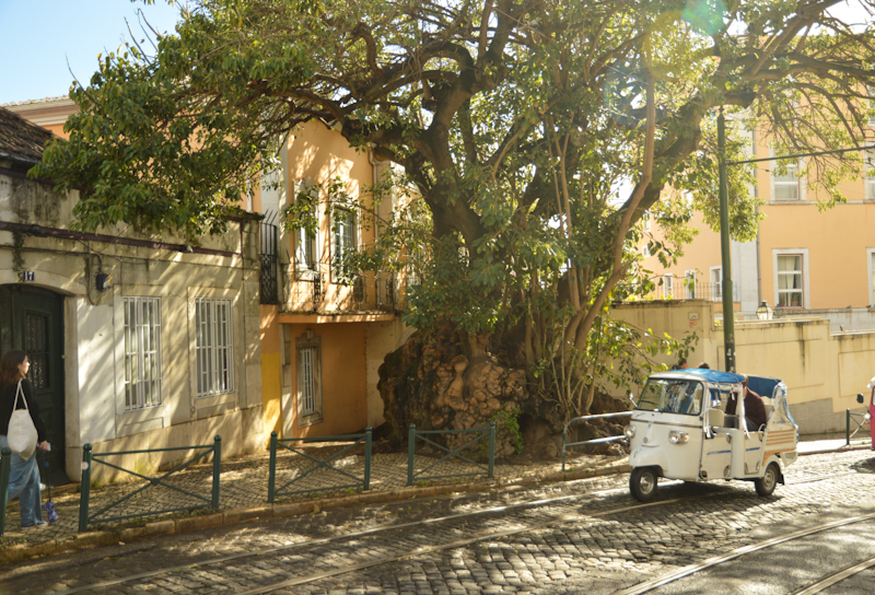 Día 3: Estrela, Alfama y Graça - Lisboa en invierno y en primavera (7)