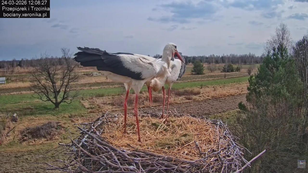 24032026bociany 13