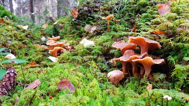 visit-espoo-sieniretki2