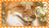 made by @transmascgarfield on tumblr