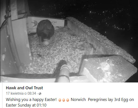 Norwich Peregrines - Pagina 2 Przechwytywanie-w-trybie-pe-noekranowym-19-04-2022-002914