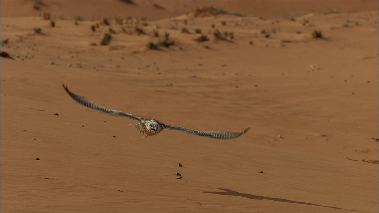 Wild Arabia (2013) - S01E01 - Sand, Wind and Stars (1080p BluRay