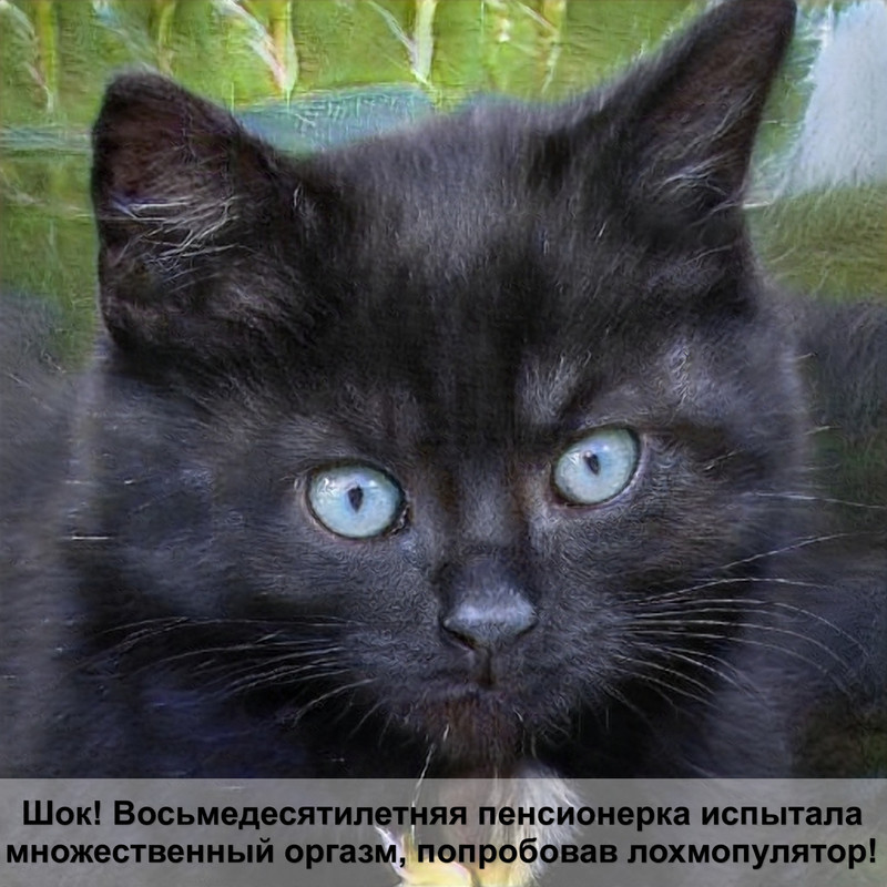 кошка с маленьким лицом