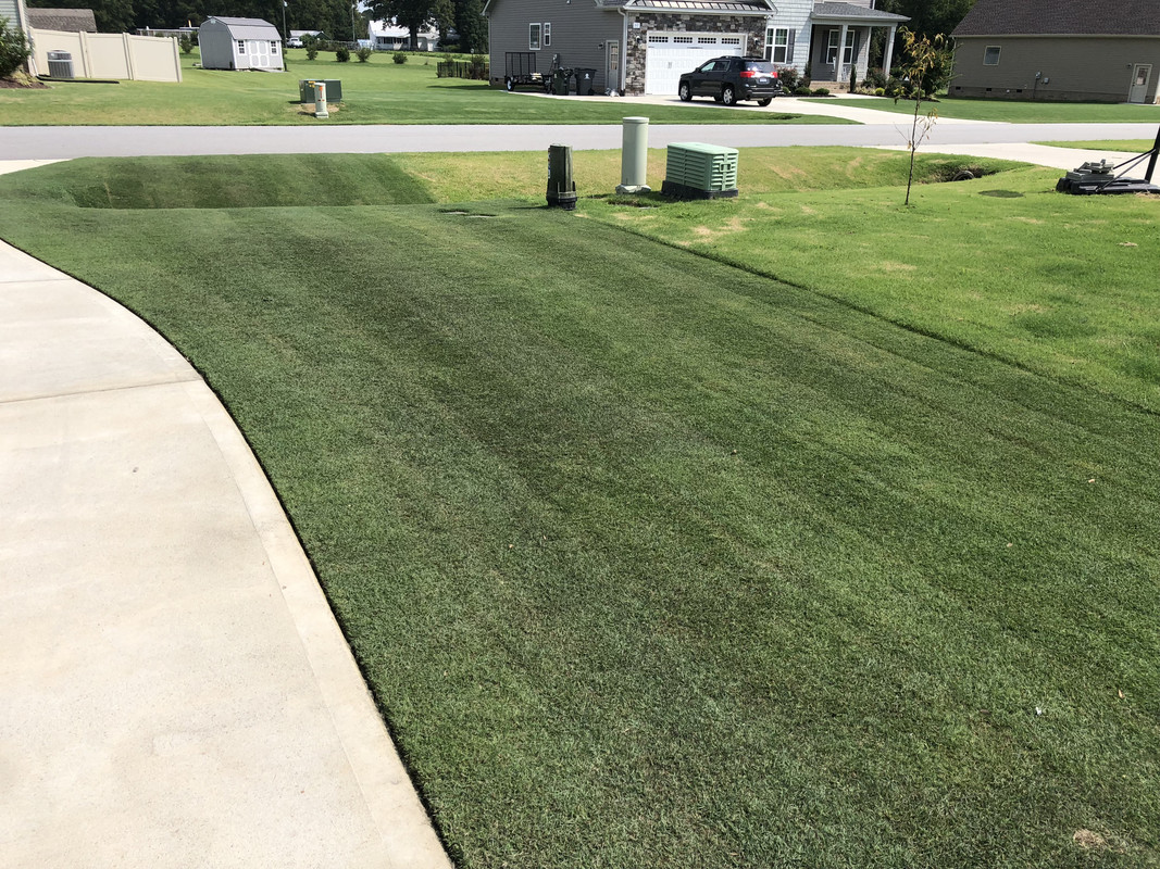 Blades Of Grass Turning Black at Lynda Barksdale blog