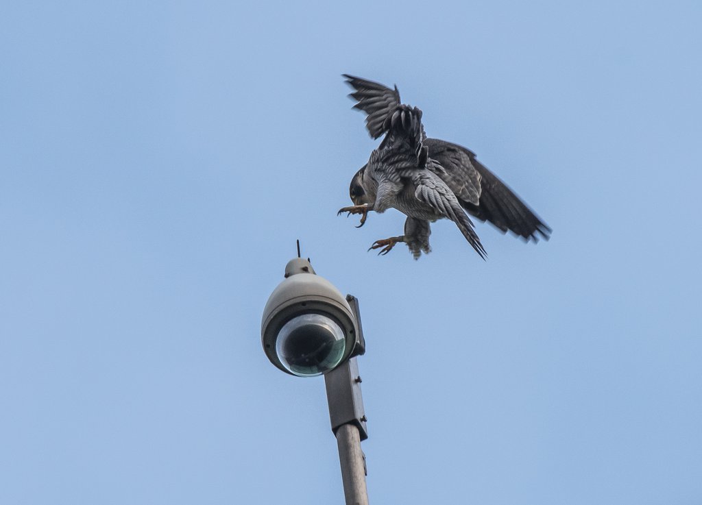 Foto's van Dennie 2022 Sv2101d